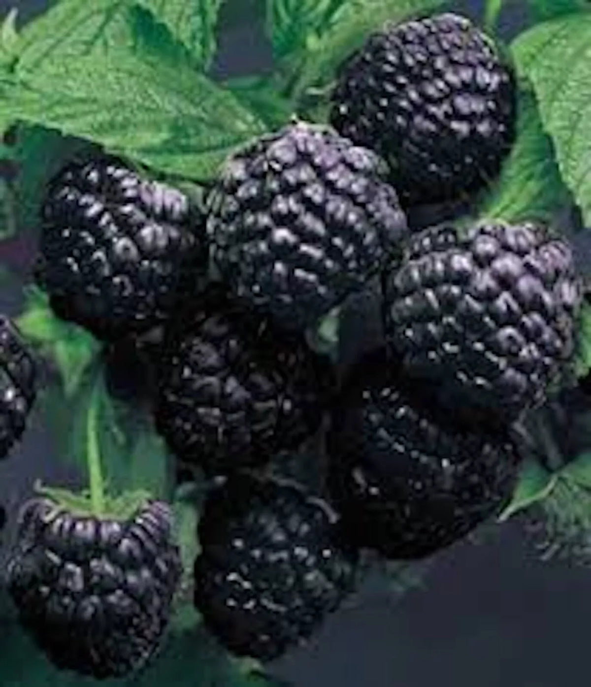 Cumberland Black Raspberry Plants 5 Pack, Disease-Resistant, Dark Purple-Black Berries, Rubus occidentalis, Bare Root, 1-2 Years Old