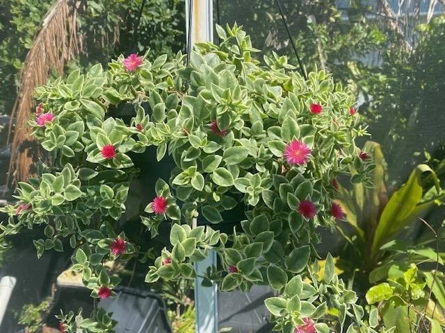 Variegated Ice Plant - Red Apple Aptenia Rooted Succulent Ground Cover - Aptenia Variegata, Bright Red Stems, Vibrant Foliage