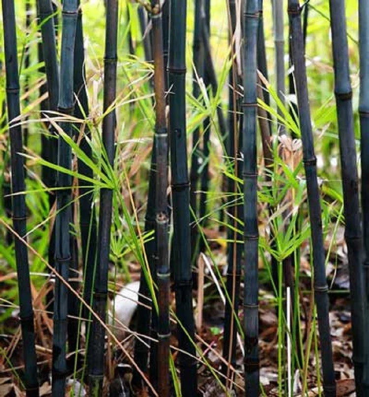 Black Bamboo Seeds - 50 Pack for Privacy Screen, Shade Garden, Exotic Ornamental Plant - Phyllostachys nigra