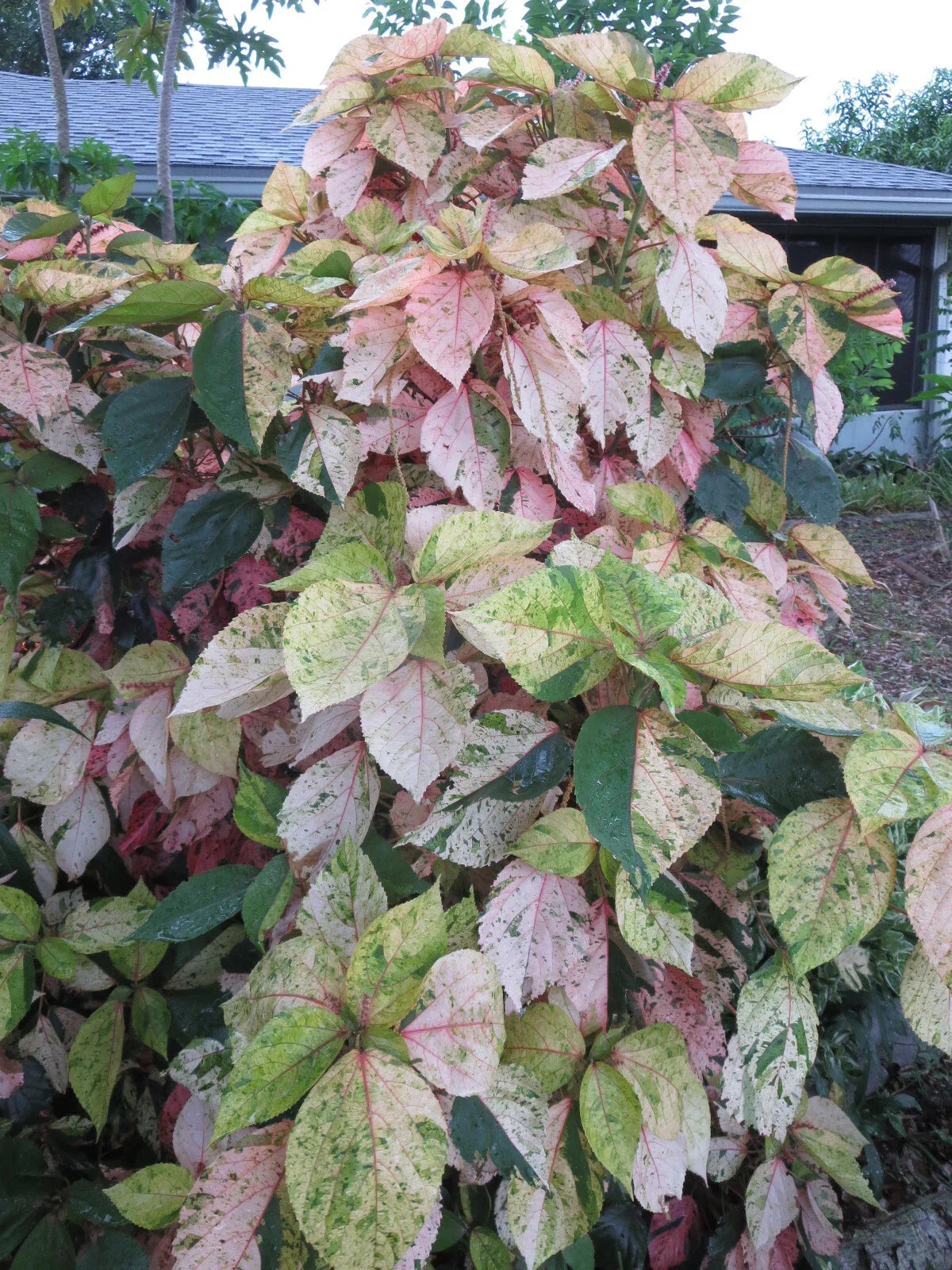 Acalypha Wilkesiana Tricolor Cuttings – 3 Fresh Unrooted Variegated Copperleaf Plant Clippings, Tropical Foliage, Garden or Indoor