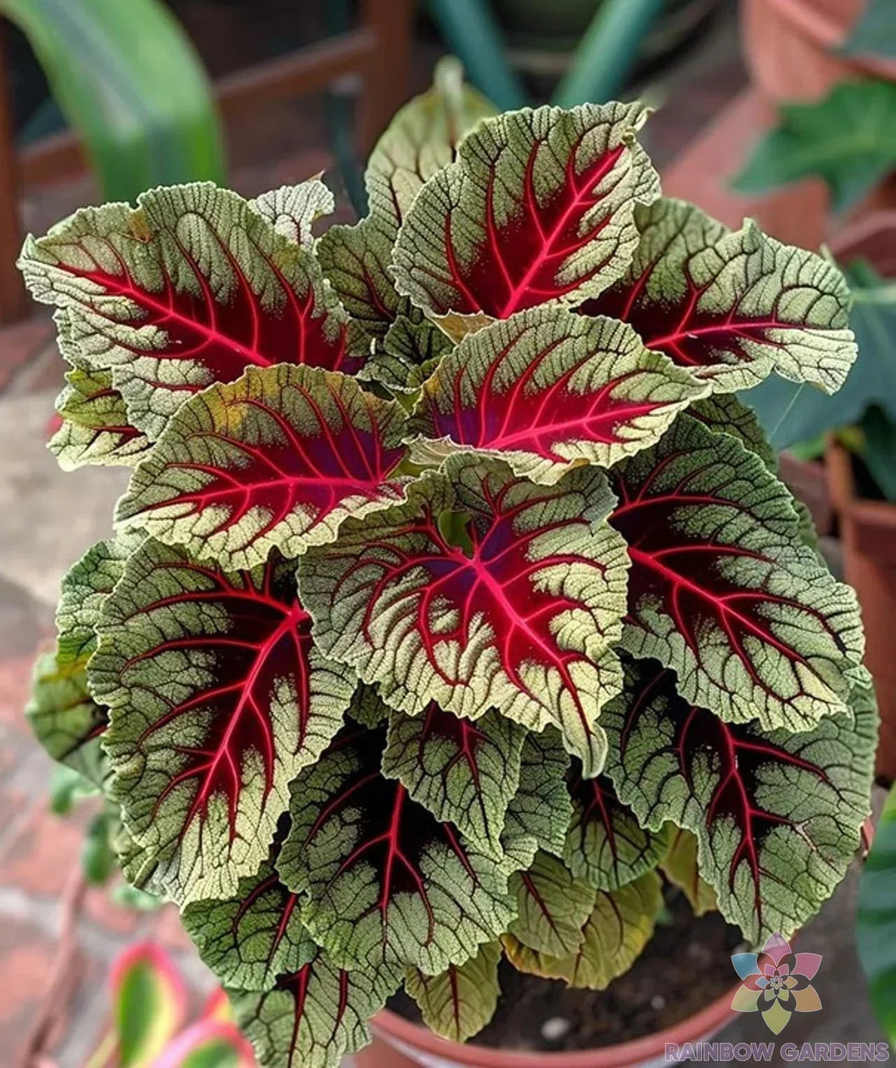 Dragons Blood Coleus Seeds - 25+ Pack, Colorful Foliage, Coleus blumei, Easy to Grow, Garden Planting, Butterfly Attractant