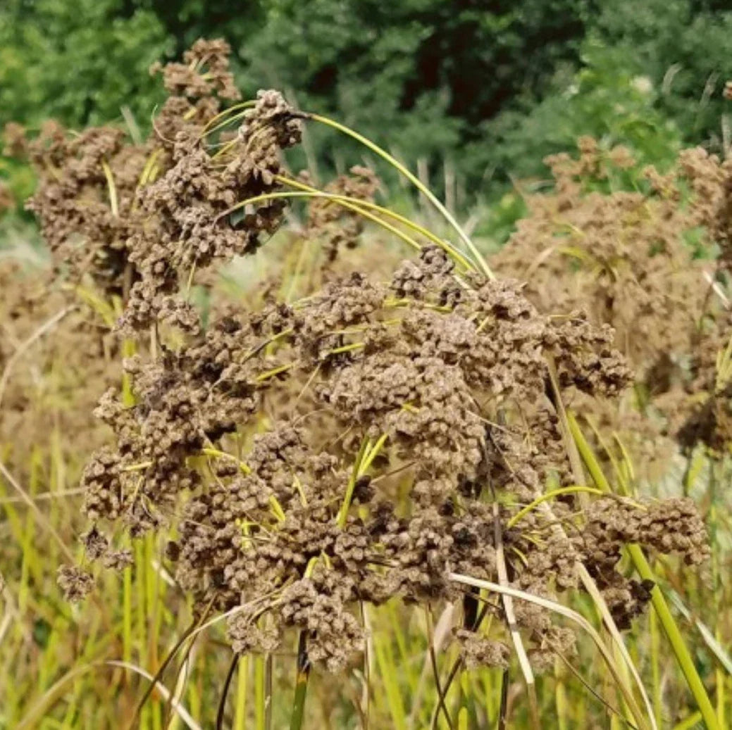 Wool Grass Seeds | Native Wetland Perennial | Scirpus cyperinus for Gardens & Landscapes | Erosion Control & Wildlife Habitat