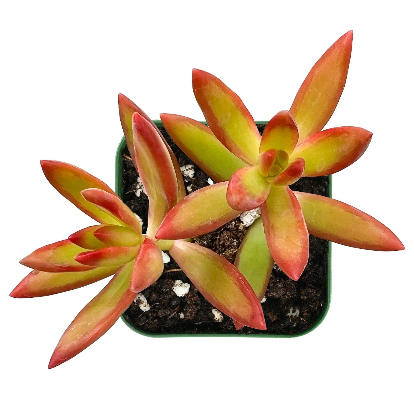 Sedum Adolphii Firestorm Succulent Plant in 2-Inch Pot | Indoor Drought-Tolerant Houseplant | Easy Care, Vibrant Foliage