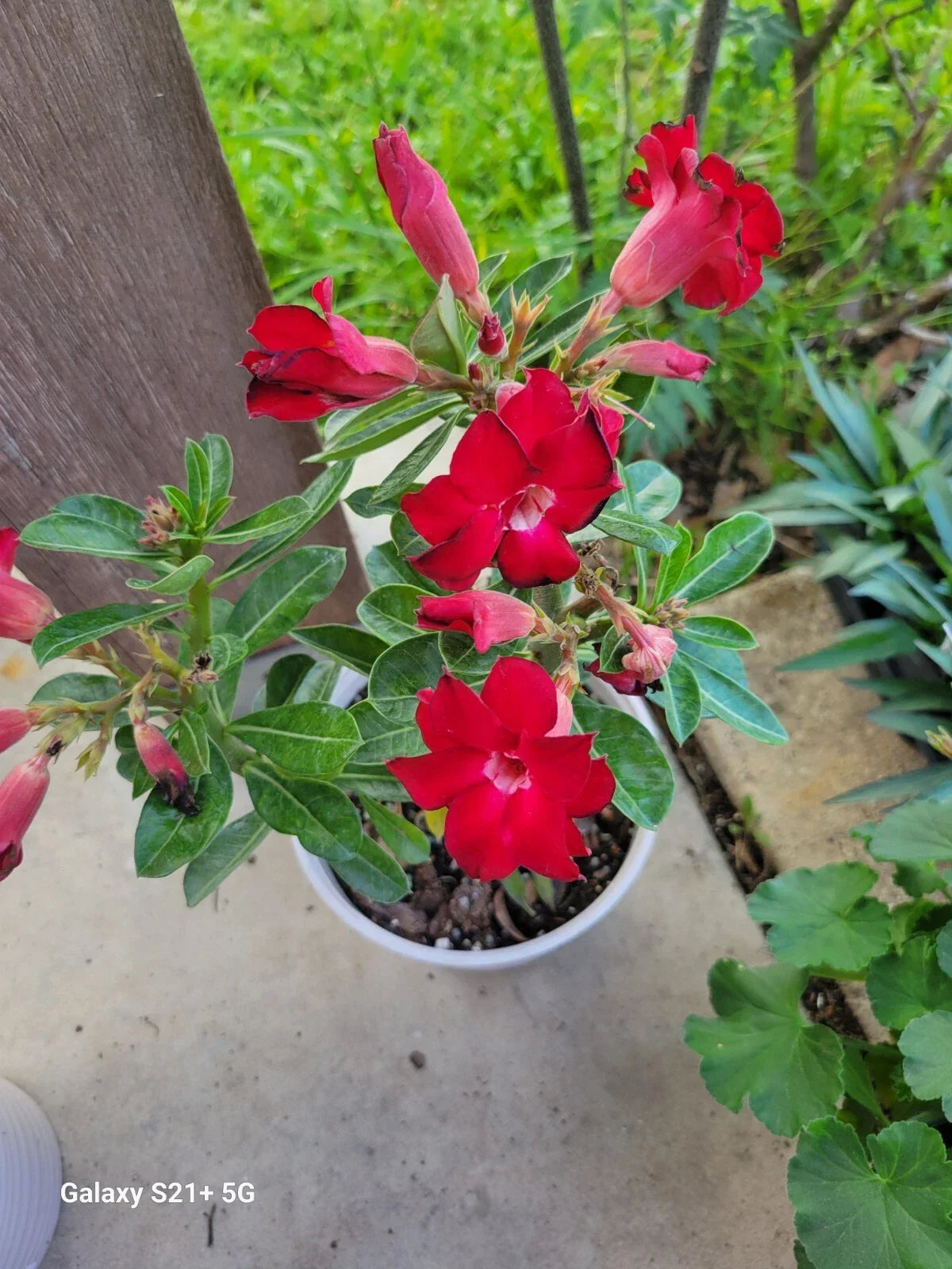 Red Adenium Obesum Double Desert Rose Bonsai Plant - 5-inch Pot, Succulent Indoor Plant, Vibrant Red Blooms, Adenium obesum