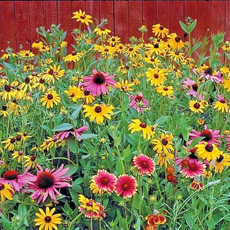 Pollinator Wildflower Seed Mix 2001+ | 17 Native Annual & Perennial Flowers for Bees & Butterflies