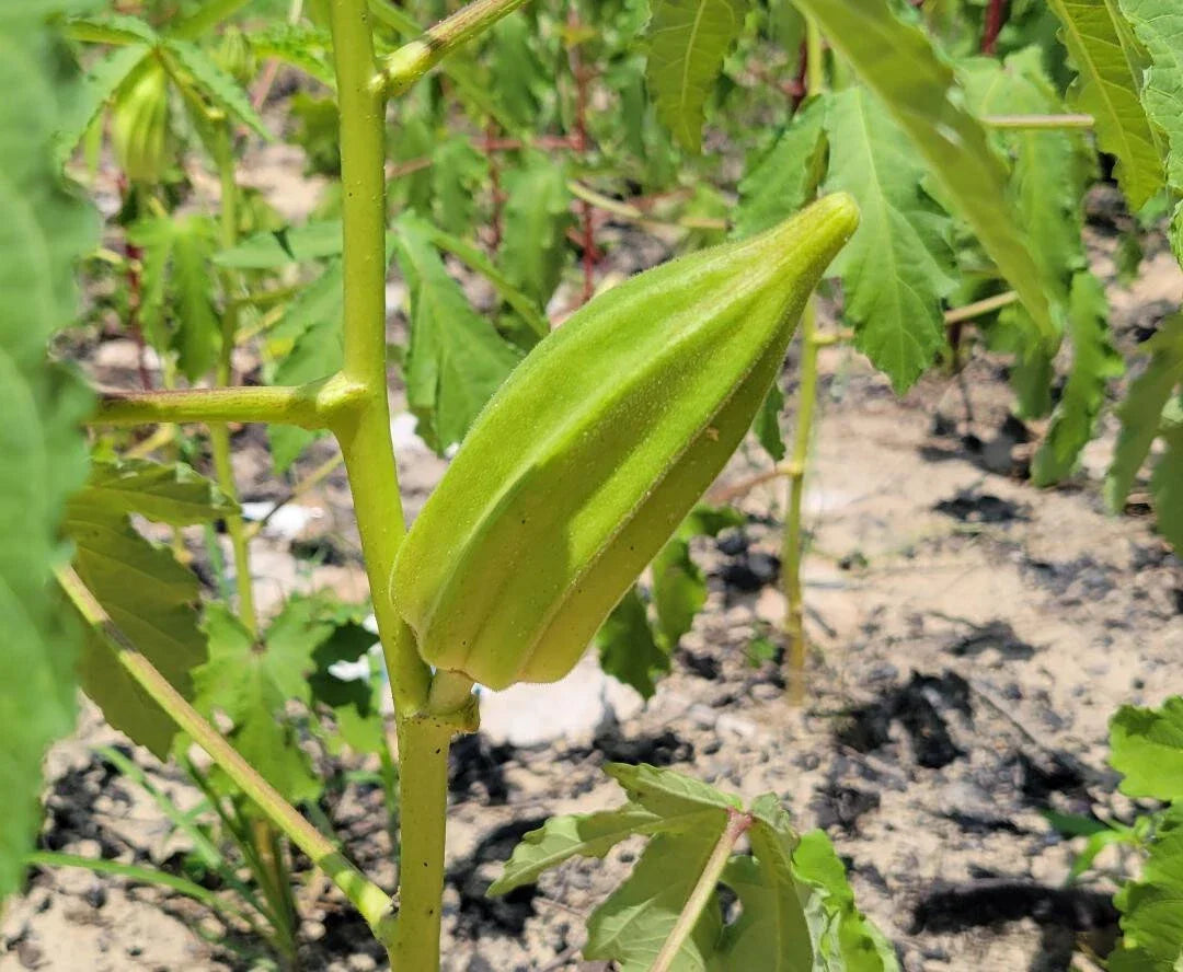 Behr's Big Buck Okra Seeds | 15 Heirloom Abelmoschus esculentus Seeds for Garden | Florida Grown, Full Sun, Bountiful Harvest