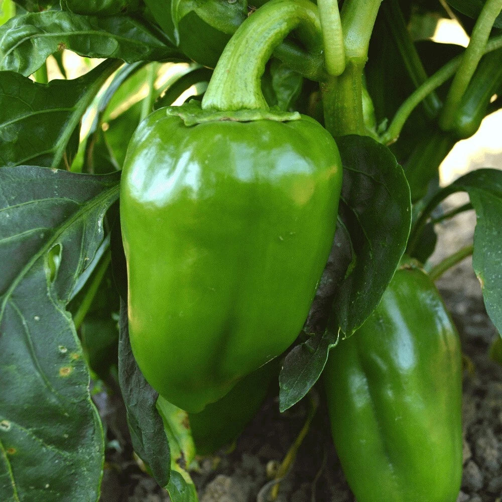 Fresh Sweet Pimento Pepper Seeds - 25 Non-GMO Capsicum annuum for Home Garden, Salad, Sauce, Roasting