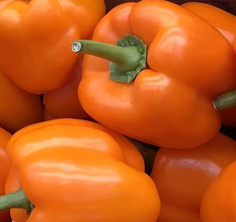 Orange Bell Pepper Seeds - 30+ Non-GMO Orange Sun Sweet - Capsicum annuum - Ideal for Vegetable Garden