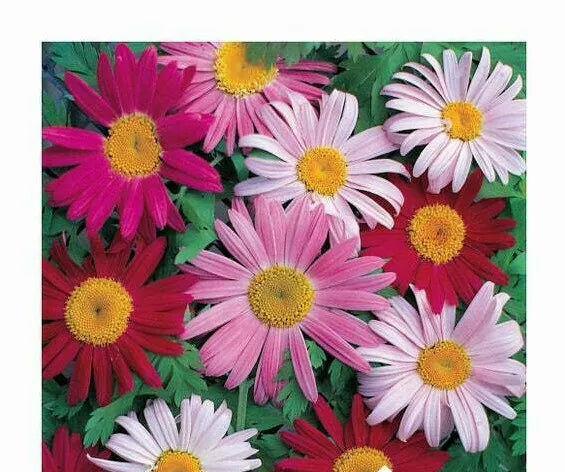 Giant Painted Daisy Seeds - Robinson's Pyrethrum - 33 Seeds for Borders, Containers & Pollinator Gardens