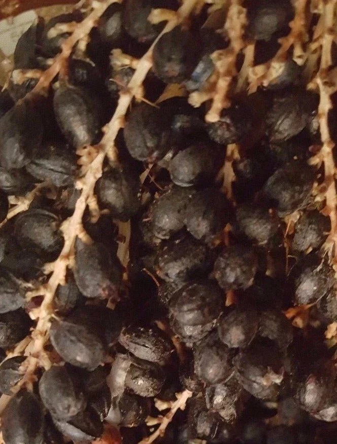California Fan Palm Seeds, Washingtonia Filifera, 50+ Fresh Seeds for Planting, Tropical Landscape, Drought Tolerant