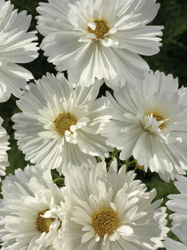 Cosmos Seeds - 100 Non-GMO Psyche White Blossoms - Attracts Butterflies & Bees - Cosmos bipinnatus - Annual Flower for Gardens