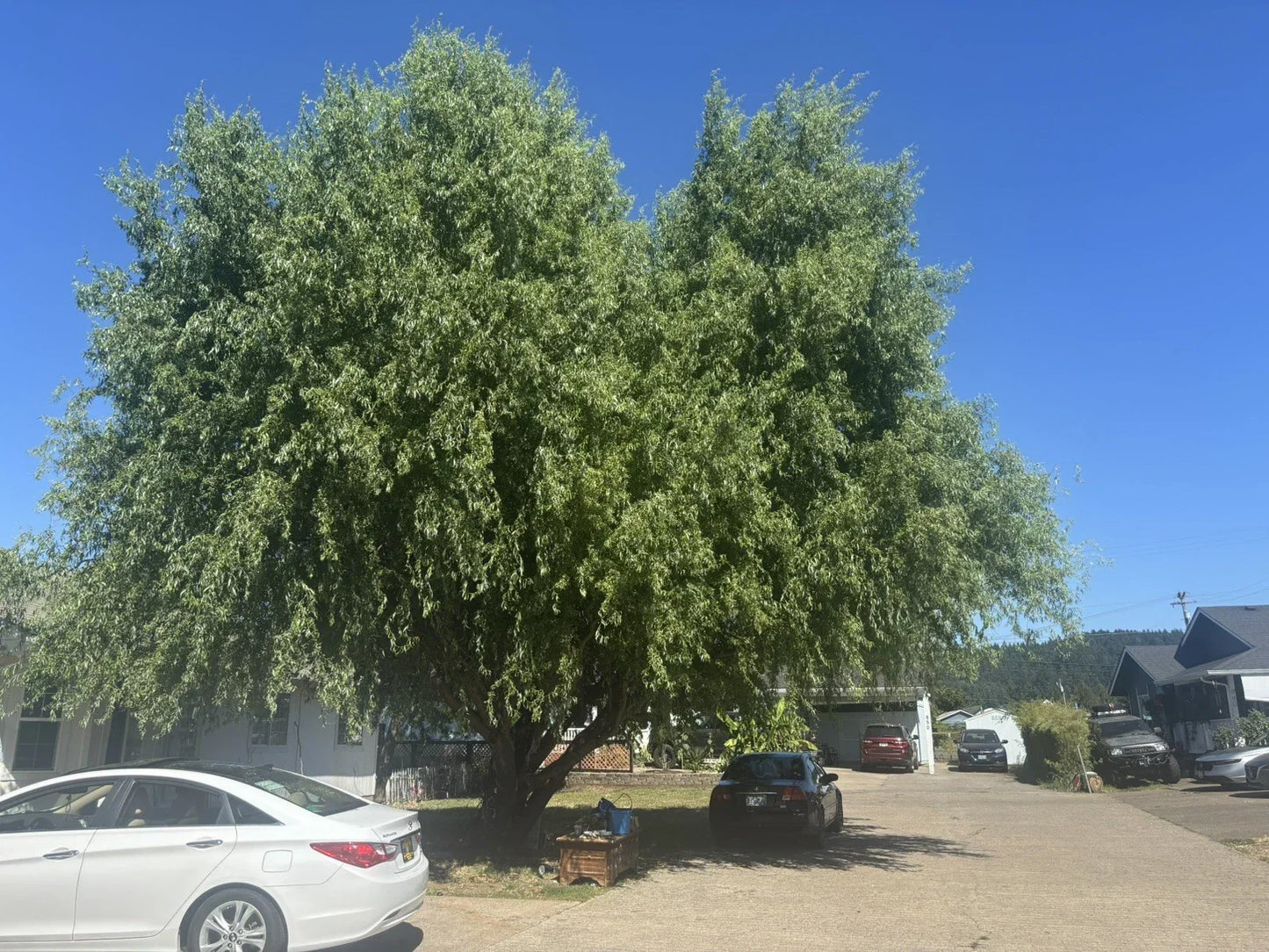 Corkscrew Willow Tree Cuttings - 10 Branches with Curled Leaves - Salix matsudana 'Tortuosa' for Garden, Landscape, Water Features