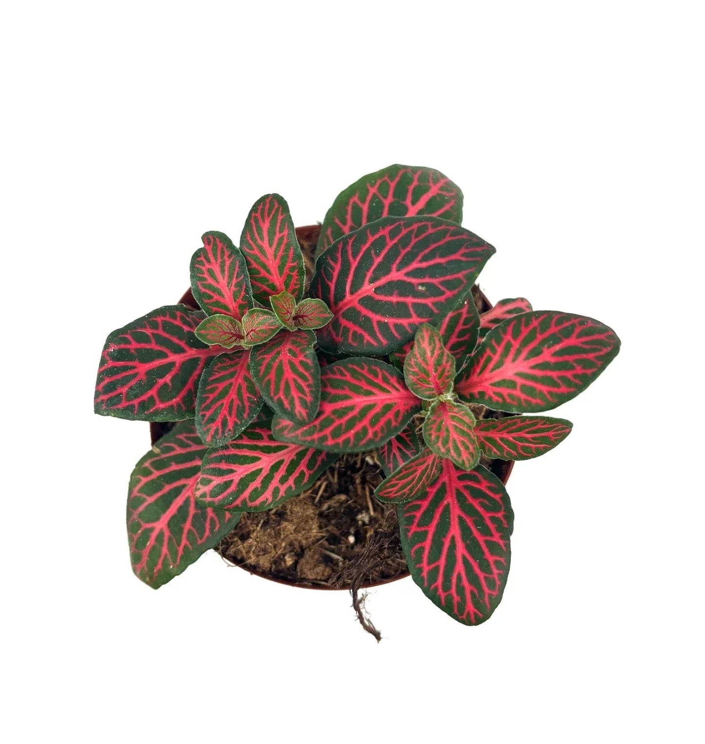 Red Nerve Plant Live Potted House Plant, 2.5" Pot, Fittonia Albivenis, Air Purifying, Red Veined Leaves, Indoor Terrarium Plant