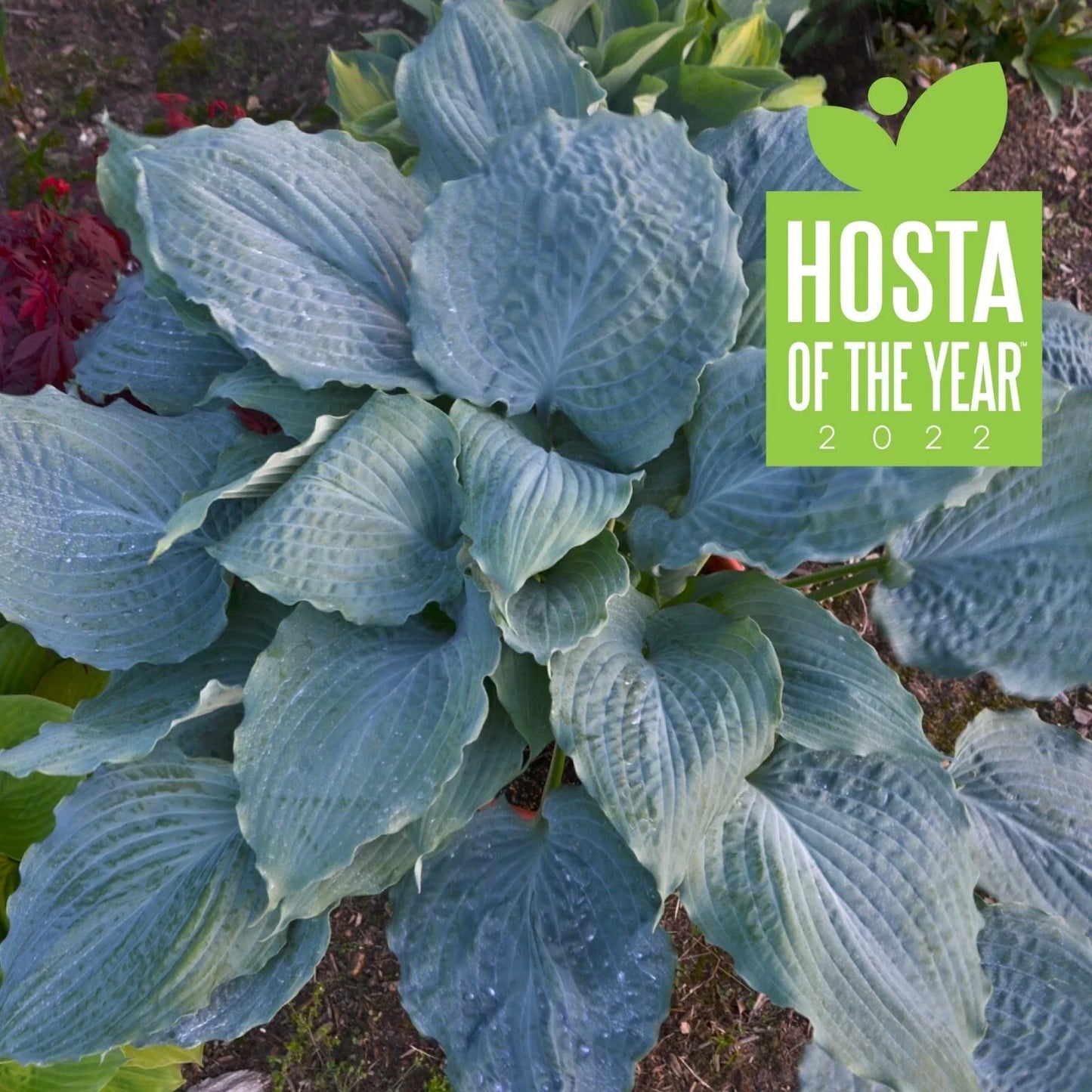 Hosta Plant 5.25" Pot Diamond Lake Perennial, Variegated Shade Garden, Proven Winners Hosta 'Diamond Lake'
