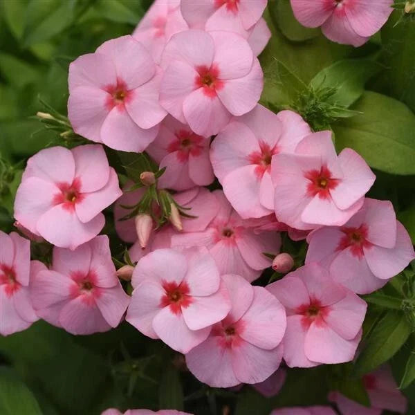 Gisele Light Pink Phlox Seeds - 100+ Non-GMO Pack for Garden Planting - Phlox paniculata - Bright Pink Blooms, Easy to Grow