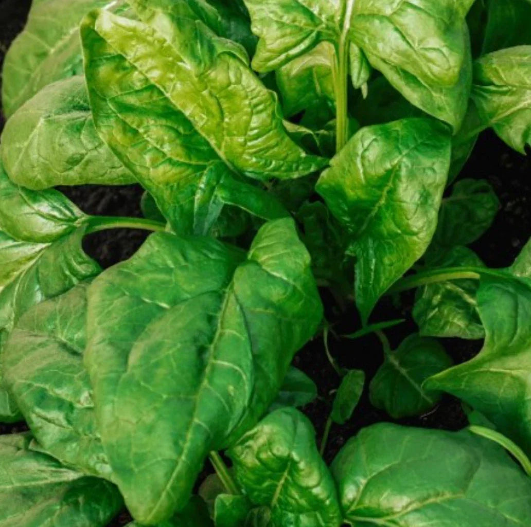 Giant Noble Spinach Seeds - 2,000 to 5,000 Count, Spinacia oleracea, Nutrient-Rich Green Leafy Vegetable for Home Garden