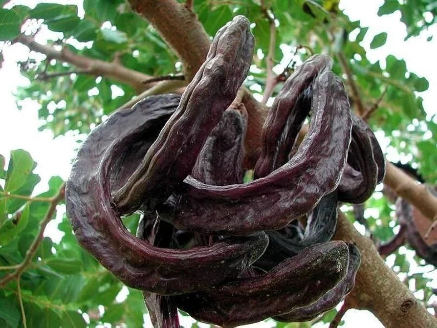 Carob Tree Seeds - Select 10, 30, 240 - Ceratonia siliqua - Drought-Resistant Evergreen Tree for Gardens and Landscaping