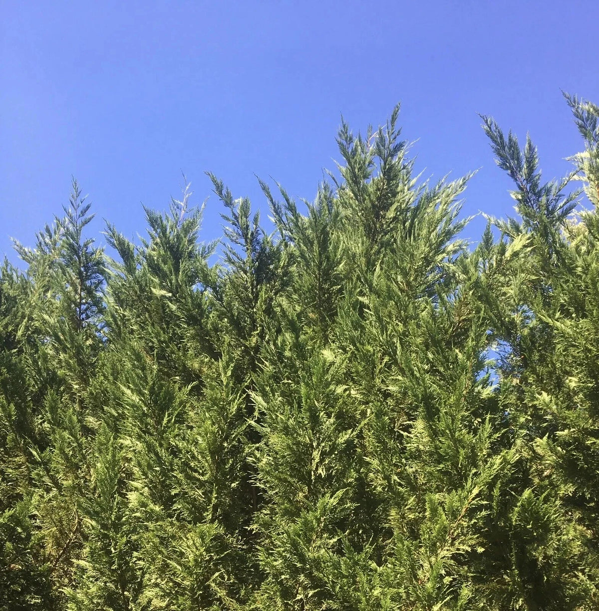 Leyland Cypress Tree Cuttings 15-Pack Fast Growing Evergreen Cupressus × leylandii for Privacy Screens and Hedges