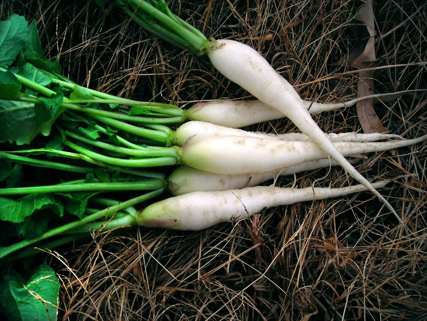 White Icicle Radish Seeds - Mini Daikon Raphanus sativus Non-GMO, Fast-Growing, Compact, for Salads & Pickling