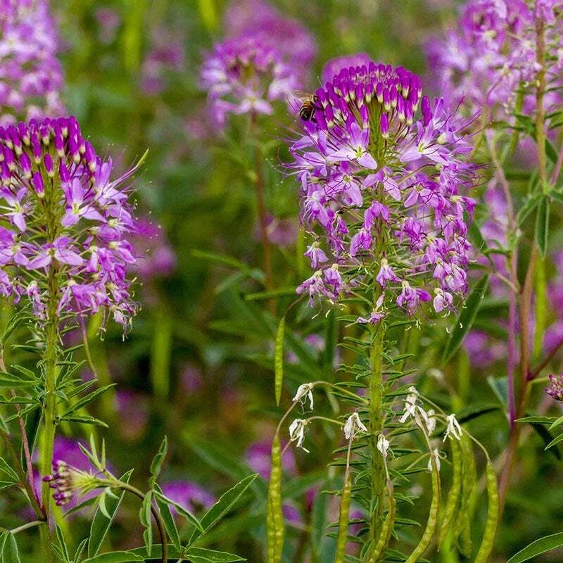 Rocky Mountain Bee Plant Seeds 50 Ct, Cleome Serrulata, Annual Flower for Pollinator Gardens, Pink & Purple Blooms, Eco-Friendly