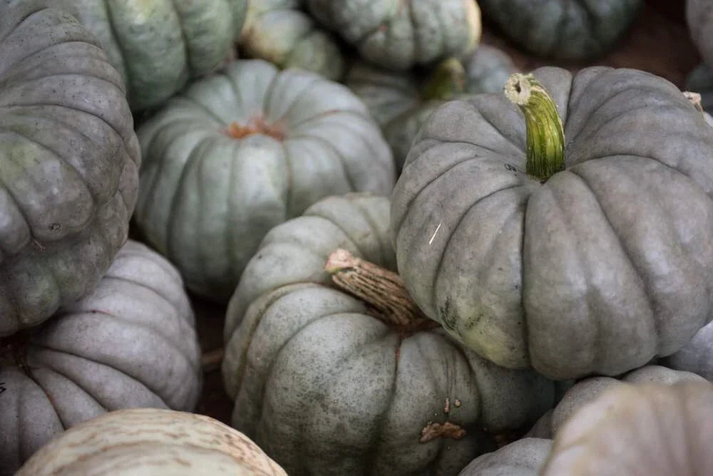 Queensland Blue Pumpkin Seeds - 10 Pack, Cucurbita maxima, Blue-Green Skin, Sweet Orange Flesh, Easy to Grow, Garden, Culinary, Decorative