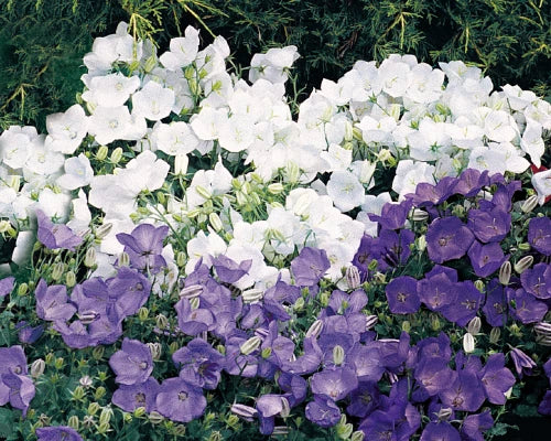 Campanula Carpatica Seeds, Clips Mix Bellflower, Perennial Flower Seeds for Borders, Rock Gardens & Containers
