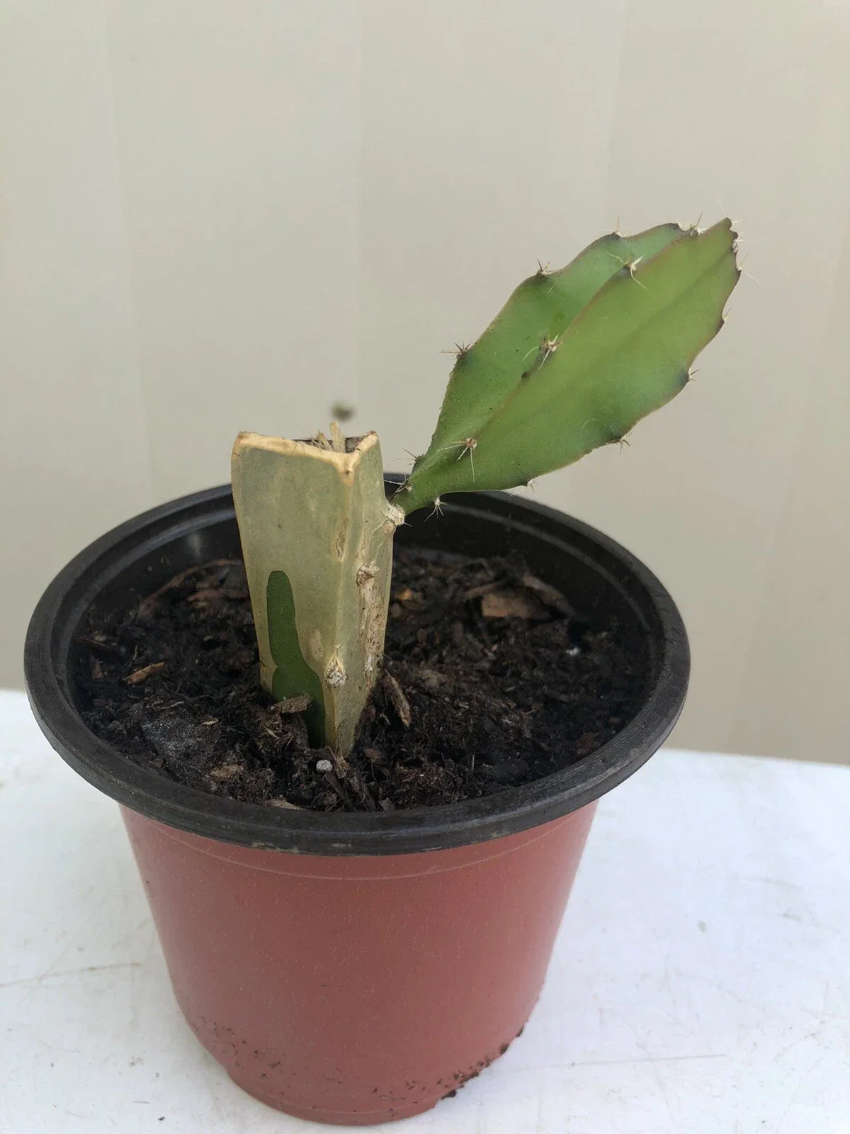Rooted White Dragon Fruit Plant in Pot | Hylocereus undatus | Pitaya Cactus Cutting for Garden or Indoor | Exotic Fruit Plant