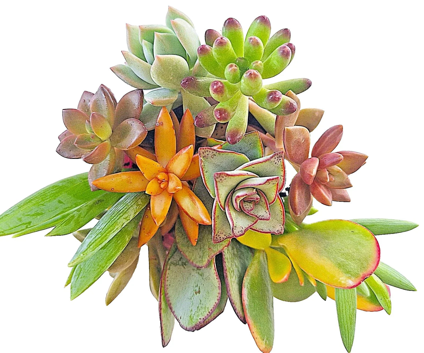 Large 4-6 Inch Succulent Cuttings Collection – 10 Easy-to-Root Varieties for Gardening & Plant Decor