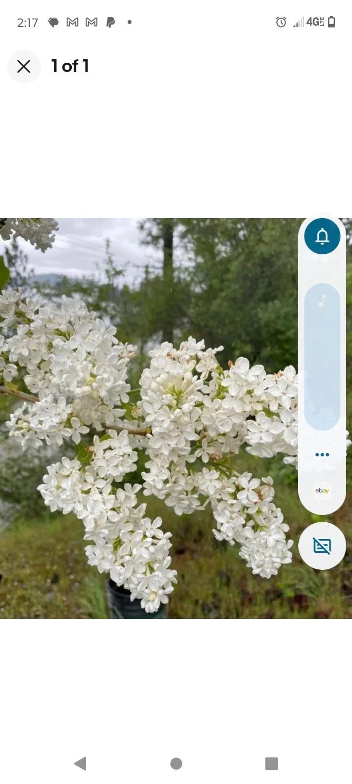 Bare Root Lilac Bushes 15 White Syringa vulgaris Flowering Shrubs for Garden, Hedges & Borders