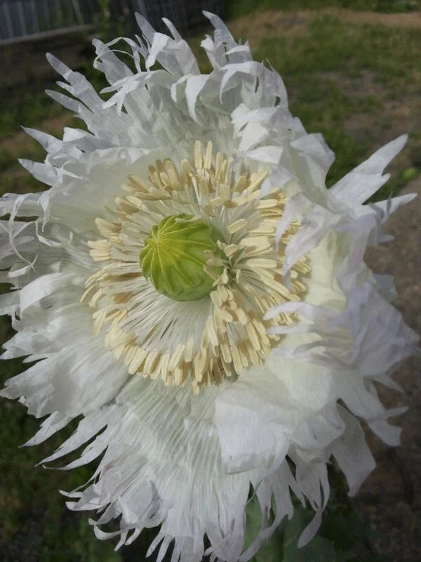 Poppy Seeds 500 Count – JIMI'S SNOWFLAKES White Feathered Organic Papaver somniferum Flowers