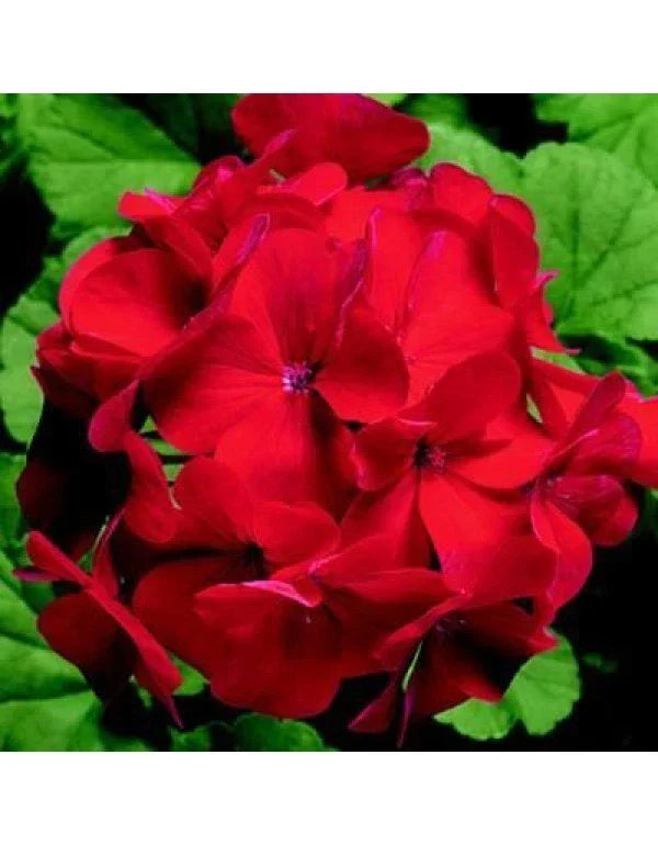 Ringo 2000 Red Geranium Seeds - Pelargonium x hortorum - 12 Fresh Flower Seeds for Garden, Container, and Window Box Planting