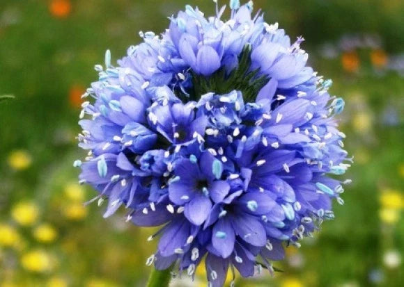 Globe Gilia Seeds - Blue Flower Annual - Gilia capitata - 100 Fresh Non-GMO Seeds for Wildflower Gardens & Pollinator Attraction