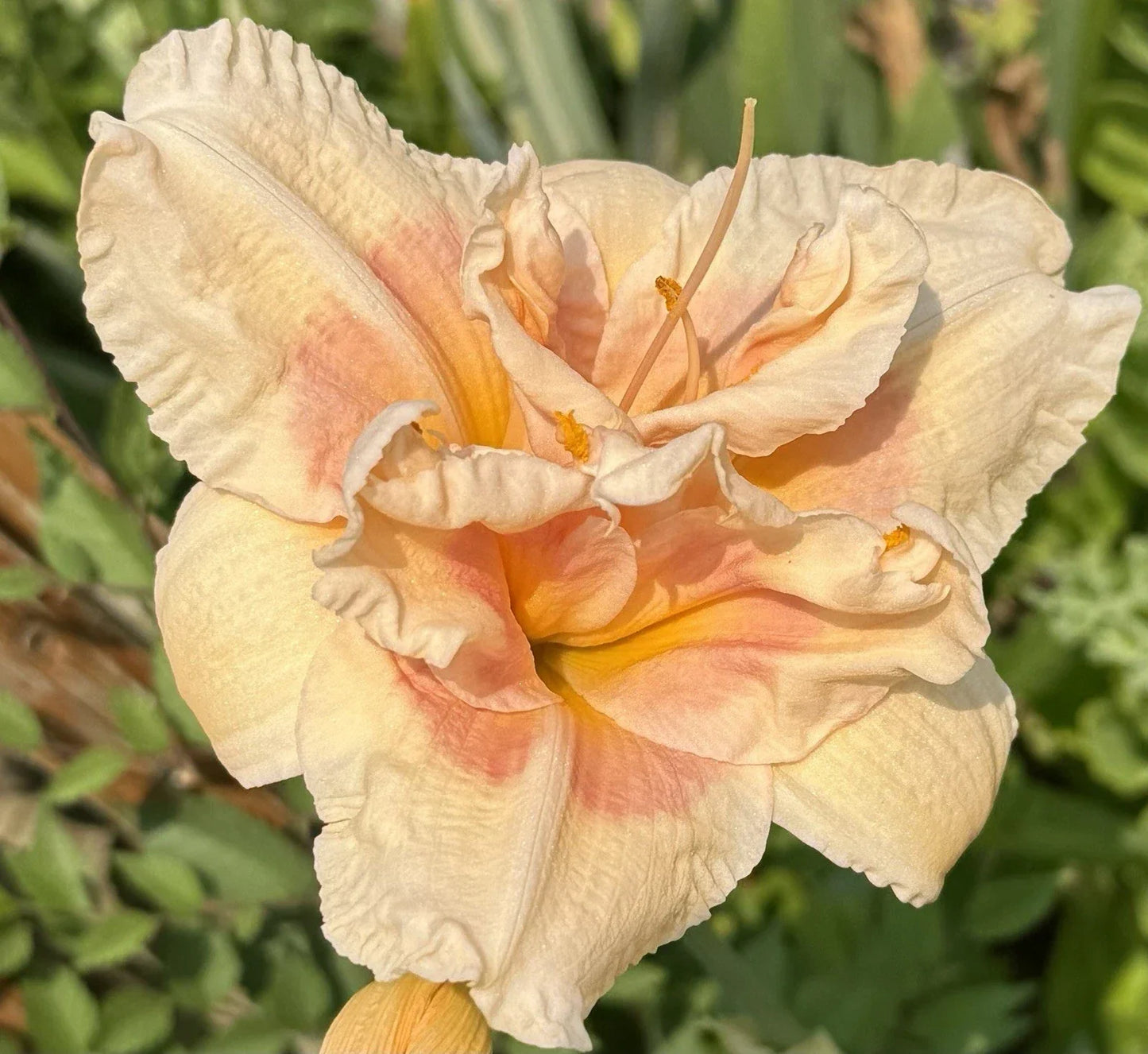 Ruffled Peach Pink Daylily Plant - Perennial Bare Root Hemerocallis with 9.5-Inch Blooms for Garden Beds