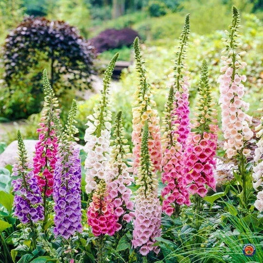 Foxglove Seeds 1000 Organic Digitalis purpurea Biennial Flower Seeds for Garden, Pollinator Attracting, USA Grown