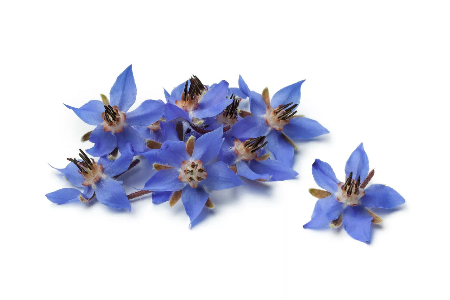 Borage Flower Seeds 75+ | Borago Officinalis | Edible & Medicinal Herb Seeds for Garden, Pollinator Attracting, Easy to Grow