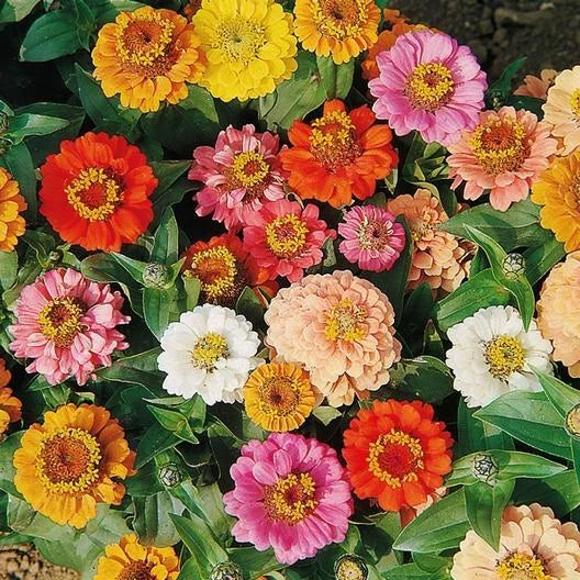 Bulk Zinnia Seeds Pack | Dwarf Zinnia elegans for Borders & Containers | Non-GMO Annual Flower Seeds