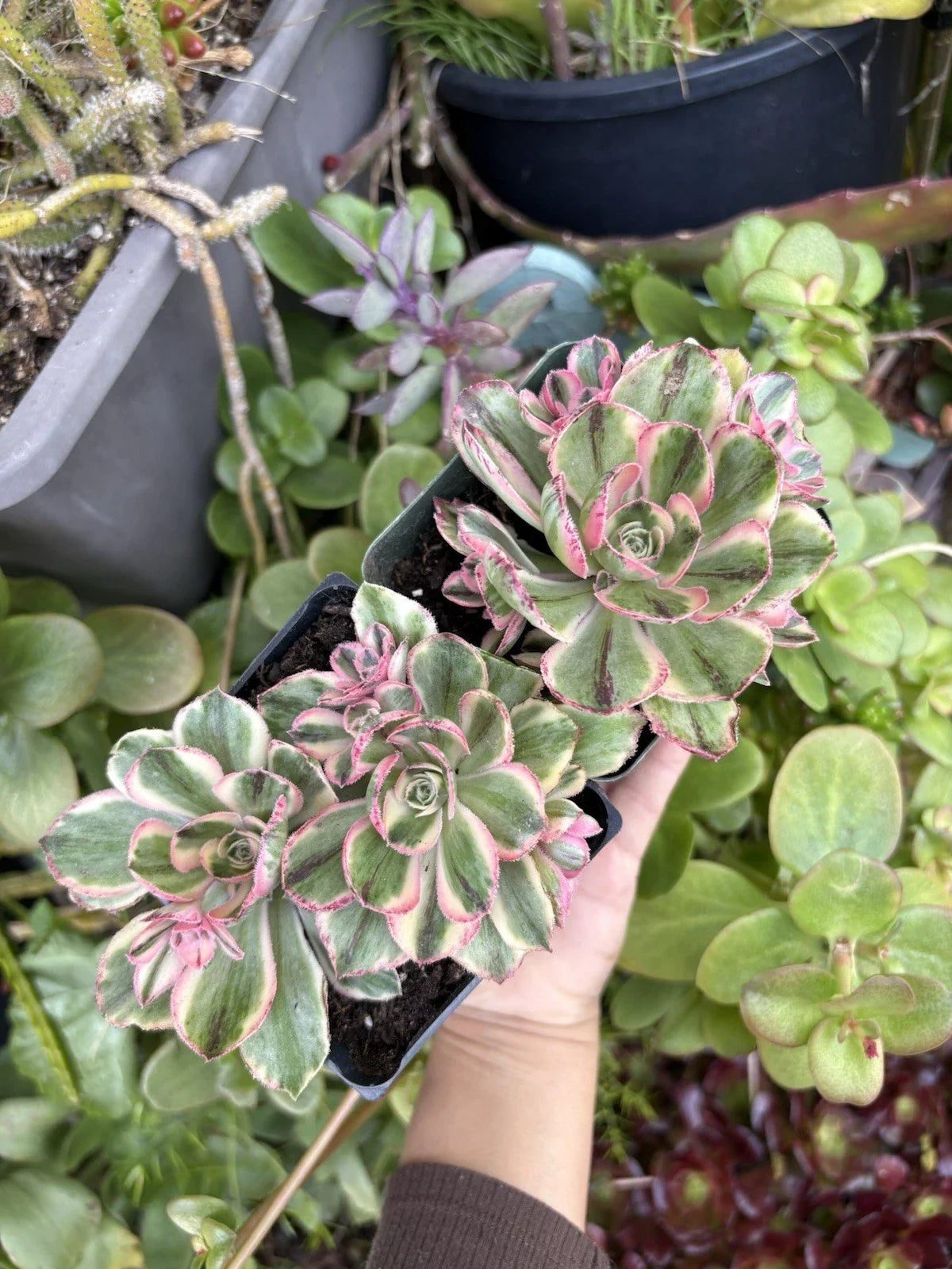 Aeonium Fuji Cuttings - Succulent Plant Propagation Material - Aeonium 'Fuji' Crassulaceae