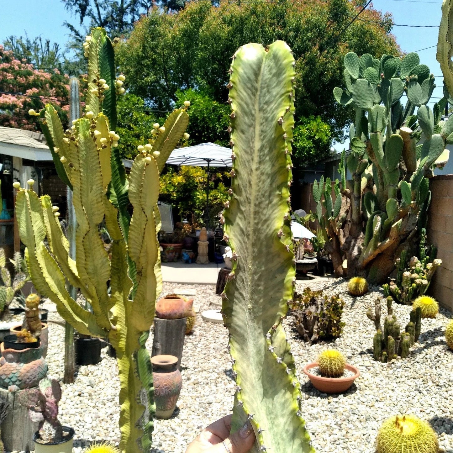 Euphorbia Ammak Variegated African Candelabra Cutting – Unique Succulent for Collectors, Colorful Foliage, Easy Care Plant