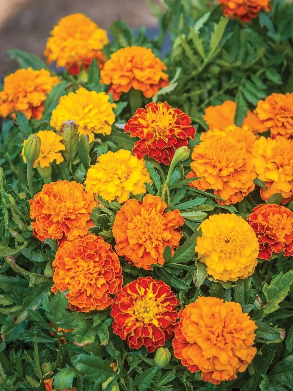 Boy O' Boy Mix Marigold Seeds - Tagetes erecta, Vibrant Flower Seeds for Garden, Annual, Full Sun, 25+ Seeds