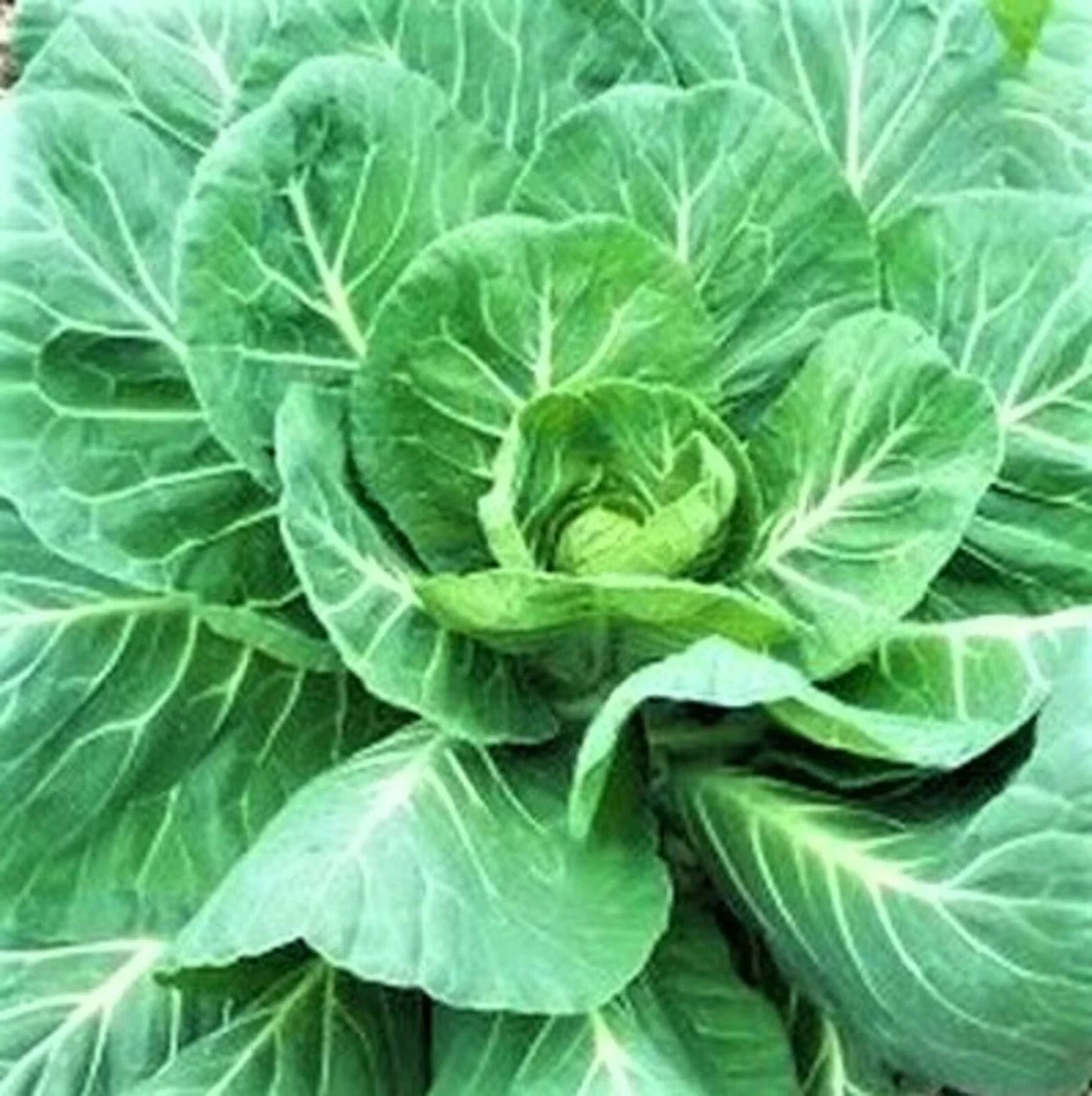 Georgia Southern Collard Seeds - Non-GMO Heirloom Vegetable Seeds Brassica oleracea var. viridis for Lush Greens
