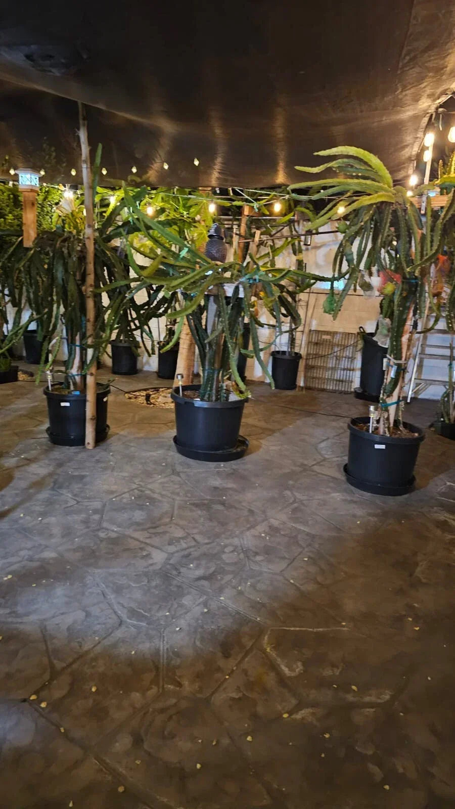 Dragon Fruit Cuttings 3-5 Inches | Multiple Varieties for Grafting | Hylocereus spp. | Red, White, Yellow Flesh