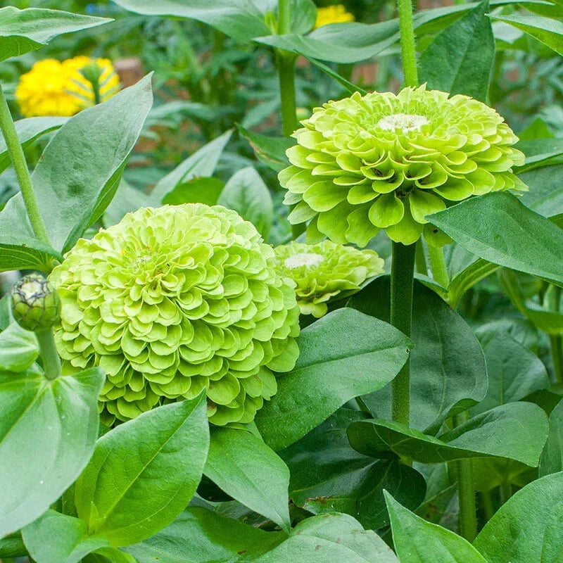 Benary Giant Lime Zinnia Seeds - 100+ Pack, Vibrant Lime Green Flowers, Annual Zinnia elegans for Garden Beds & Borders