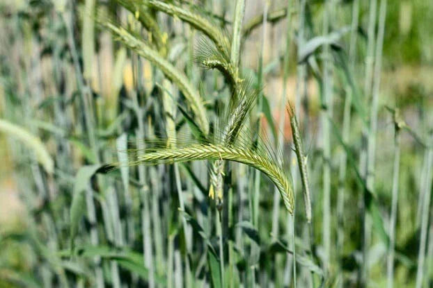 Cat Grass Seeds - 300+ Organic Heirloom Cereal Rye Seeds for Cats - Non-GMO, Indoor & Outdoor Planting, Secale cereale