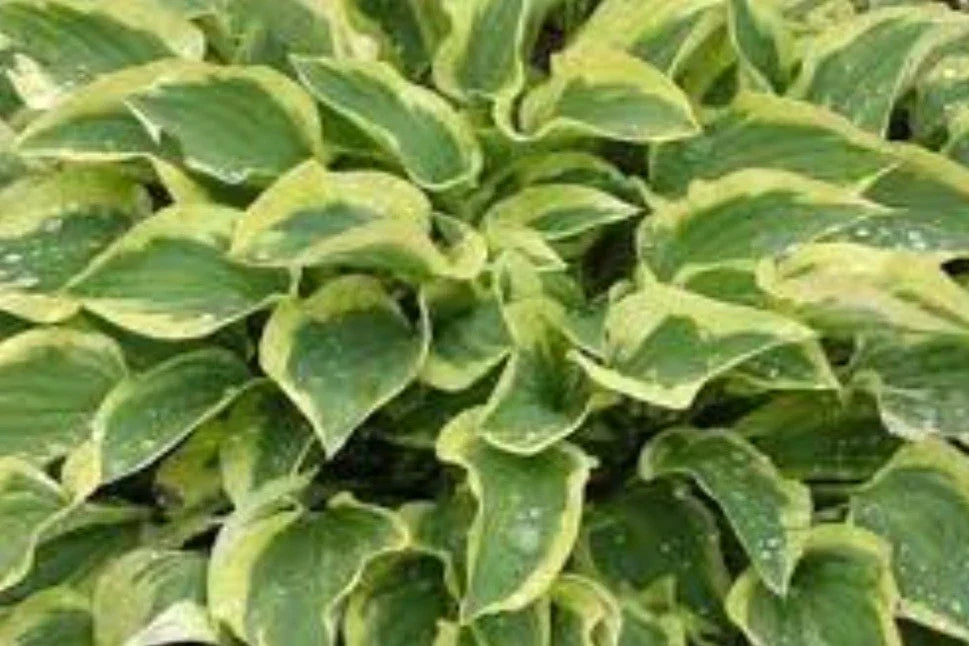 Hosta Plant - Pilgrim Variety - Shade Garden Perennial - Hosta ventricosa - Variegated Foliage, Low Maintenance, Moist Soil