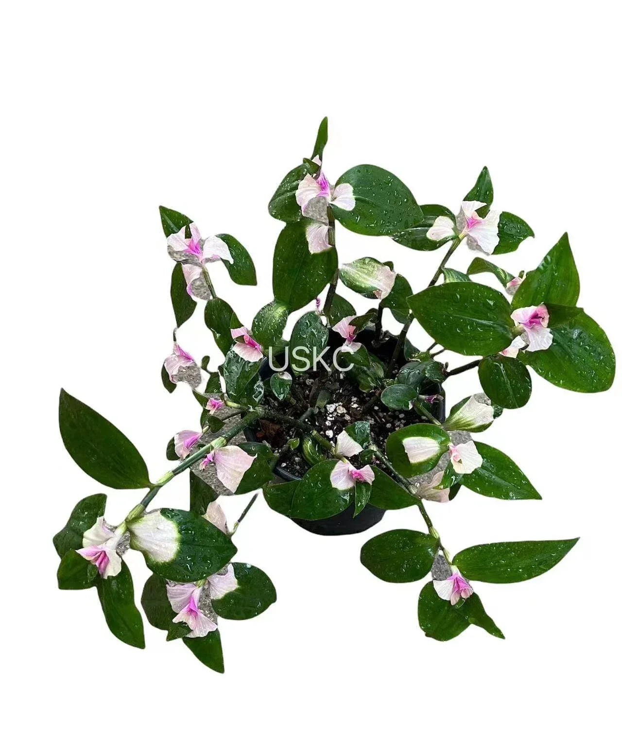 Tradescantia Blushing Bride Cuttings - Pink Variegated Houseplant, Trailing, Easy to Propagate, Indoor Garden, Tradescantia albiflora