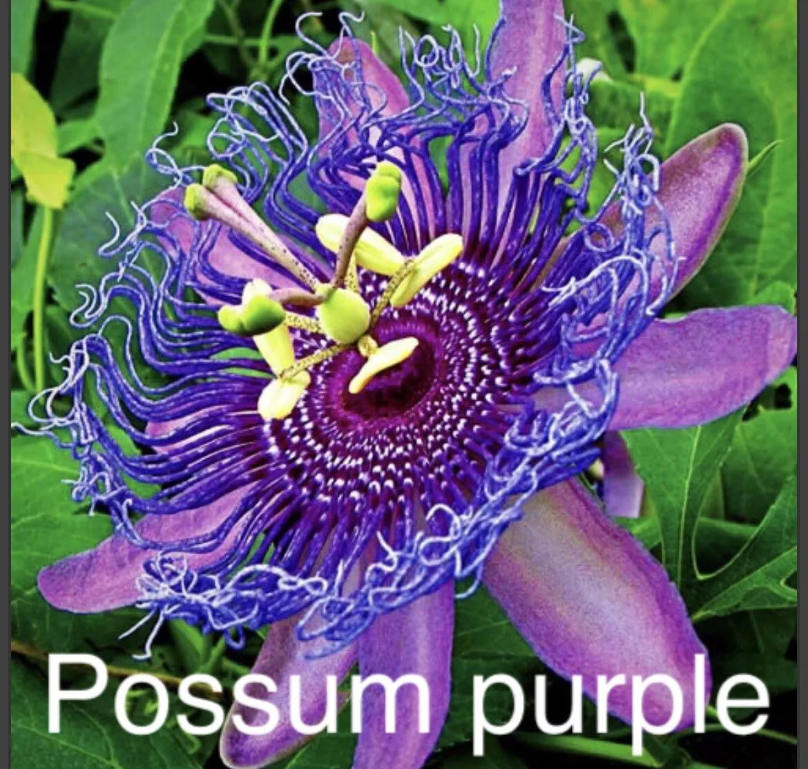 Passion Fruit Plants - 2 Live Possum Purple Passiflora edulis Tropical Edible Garden Vines