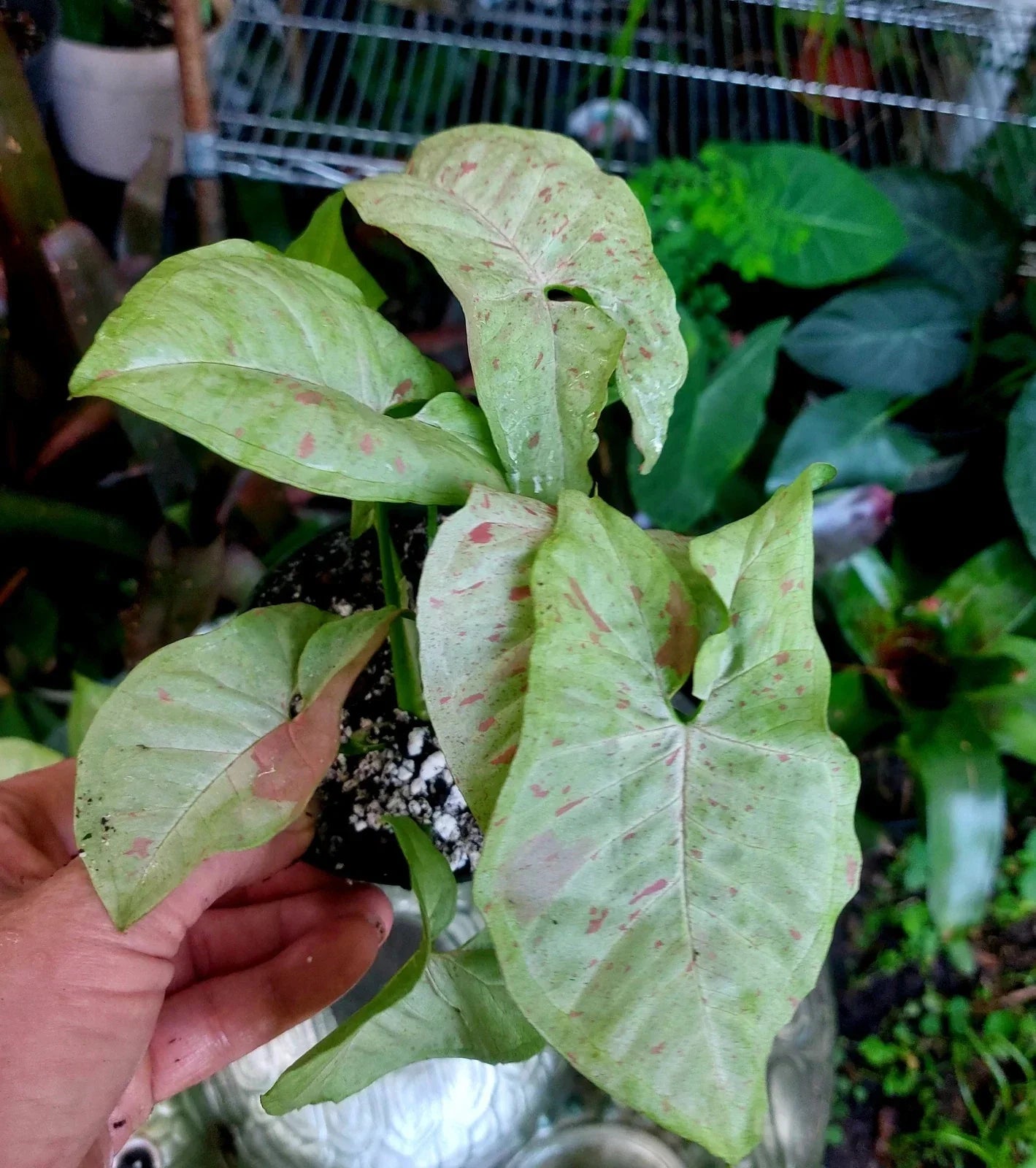 Confetti Syngonium Plant in 4” Pot | Variegated Houseplant | Syngonium podophyllum 'Confetti' | Indoor Air-Purifying Plant