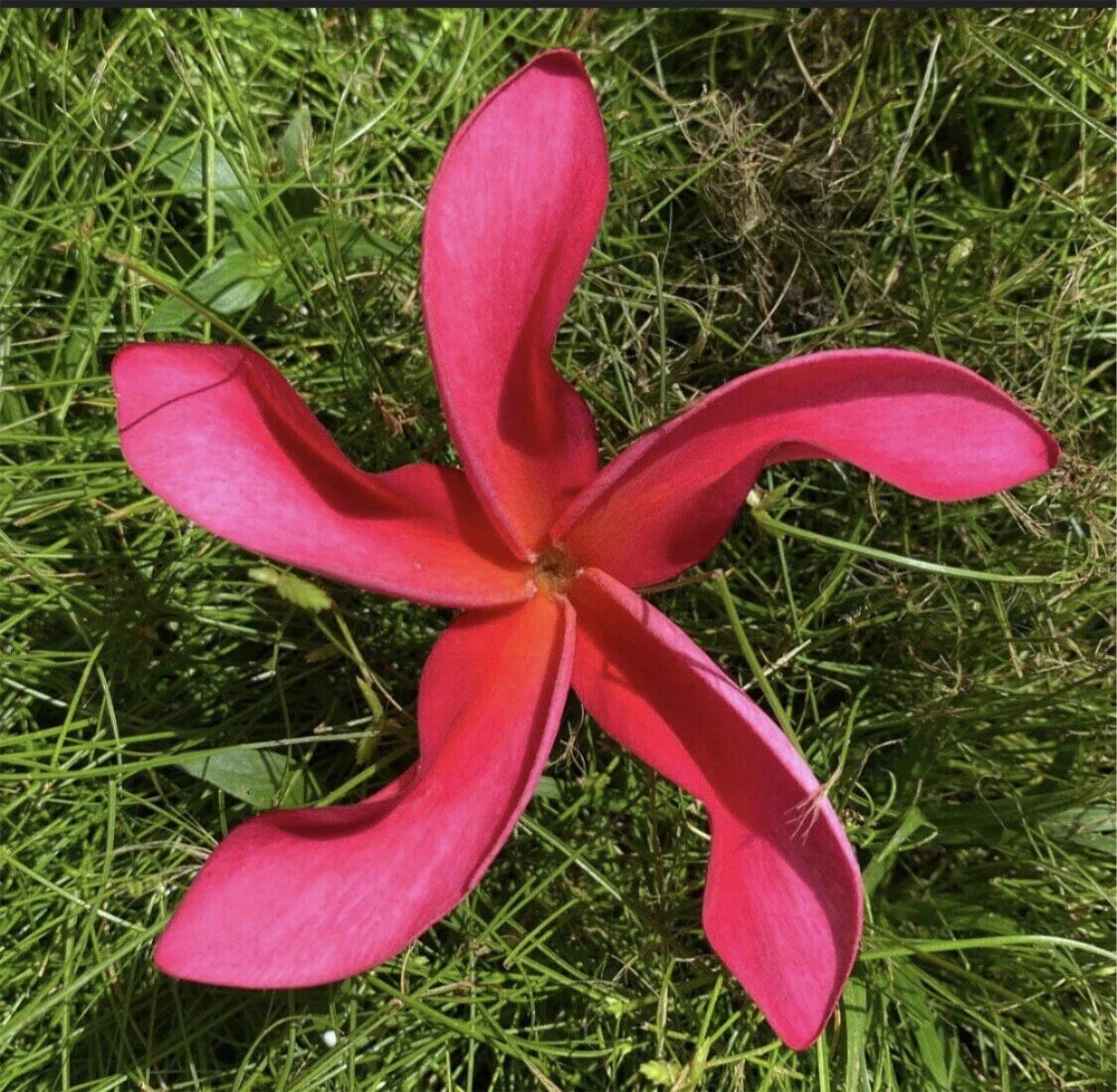 Rooted Plumeria Plant Cutting - Cosmos Variety - Frangipani (Plumeria) - 20 Inches with 1 Tip for Garden or Patio