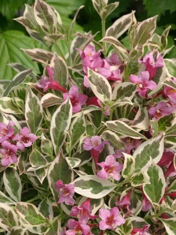 Variegated Weigela Shrub 6-12" Pot Creamy White-Variegated Leaves Pink Flowers Weigela florida 'Variegata'