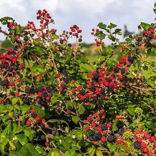 Blackberry Cuttings Unrooted 6+1 Free Organic Wild Rubus fruticosus USA 6-8" Nodes - Perfect for Home Gardens
